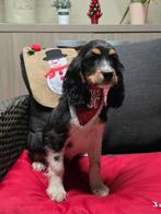 engelse cocker pups, Dieren en Toebehoren, Honden | Retrievers, Spaniëls en Waterhonden, België, CDV (hondenziekte), 8 tot 15 weken