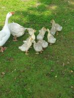 Witte  ganzen, Dieren en Toebehoren, Pluimvee, Meerdere dieren, Gans of Zwaan