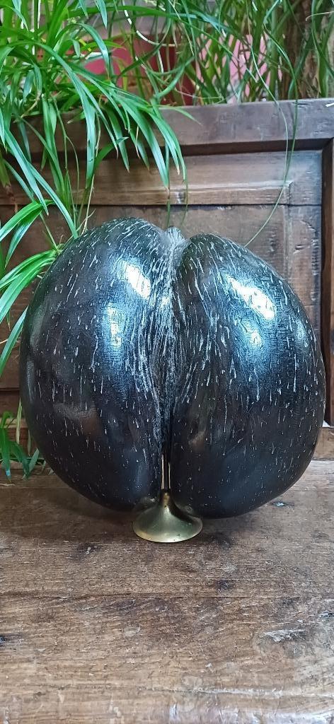 Opgezette coco de mer, naturalia, Seychellen, Antiek en Kunst, Curiosa en Brocante, Ophalen of Verzenden