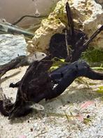 Baby t- bar chicliden, Animaux & Accessoires, Reptiles & Amphibiens