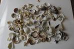 Verzameling schelpjes., Verzamelen, Overige Verzamelen, Ophalen of Verzenden, Zo goed als nieuw, Schelpjes