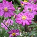Anemone prinz Heinrich, Ophalen
