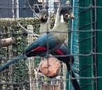 Witwang toerako, Mannelijk, Geringd