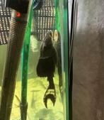 Panaque L090, Enlèvement, Neuf, Autres types