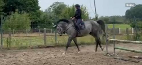 Prachtige zangersheide ruin, Dieren en Toebehoren, Paarden, Ruin, B, 175 cm of meer, 3 tot 6 jaar, Springpaard, Met stamboom, Gechipt