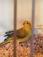 Pelzner saffraanvinken, Dieren en Toebehoren, Geslacht onbekend