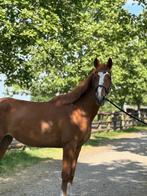 Veelbelovend springpaard met gouden karakter!, Dieren en Toebehoren, Paarden, Merrie, Springpaard, Gechipt, Niet van toepassing
