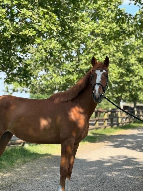 Veelbelovend springpaard met gouden karakter!, Dieren en Toebehoren, Paarden, Merrie, Niet van toepassing, 160 tot 165 cm, 3 tot 6 jaar