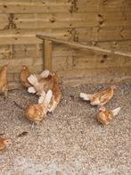 Friese hoen, Dieren en Toebehoren, April, Meerdere dieren