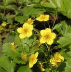 Goudaardbei, Tuin en Terras, Ophalen of Verzenden, Halfschaduw
