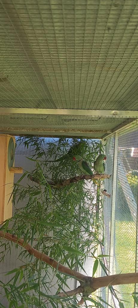 2 kweekkoppels alexander parkieten., Dieren en Toebehoren, Vogels | Parkieten en Papegaaien, Papegaai