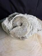 Ammonite originale dans la roche, Enlèvement ou Envoi, Fossile