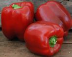 5 zaden rode paprika King of the North - voor buiten, Verzenden, Voorjaar, Zaad