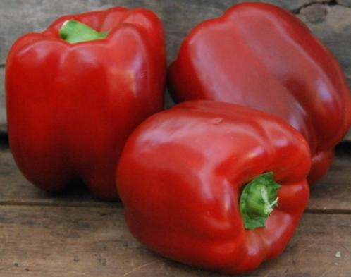 5 zaden rode paprika King of the North - voor buiten, Tuin en Terras, Bloembollen en Zaden, Zaad, Voorjaar, Verzenden