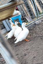 Witte kwakers, Geslacht onbekend, Eend