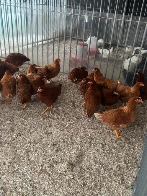 Verschillende kippen, Dieren en Toebehoren, Pluimvee