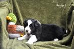 Prachtige Border Collie pupjes, Parvo, België, 8 tot 15 weken, Collie