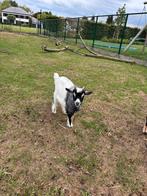 Geiten bokjes 4 stuks, Dieren en Toebehoren