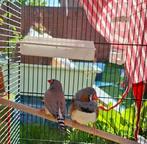 2 vinkjes, koppel, Meerdere dieren