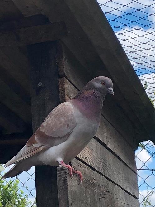 Duiven gezocht, Dieren en Toebehoren, Vogels | Duiven, Overige soorten, Meerdere dieren