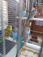 JEUNES PERRUCHES à partir de 2026  avec ou sans CAGE, Animaux & Accessoires, Oiseaux | Perruches & Perroquets, Plusieurs animaux