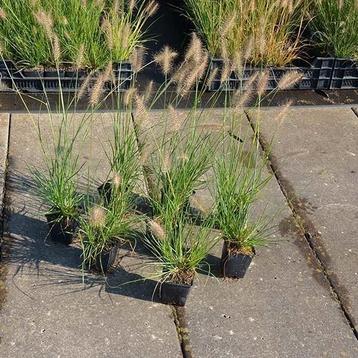 Pennisetum hameln en llittle bunny - lampepoetsersgras beschikbaar voor biedingen