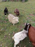 angora geit miniatuur versie, zeldzaam, Chèvre