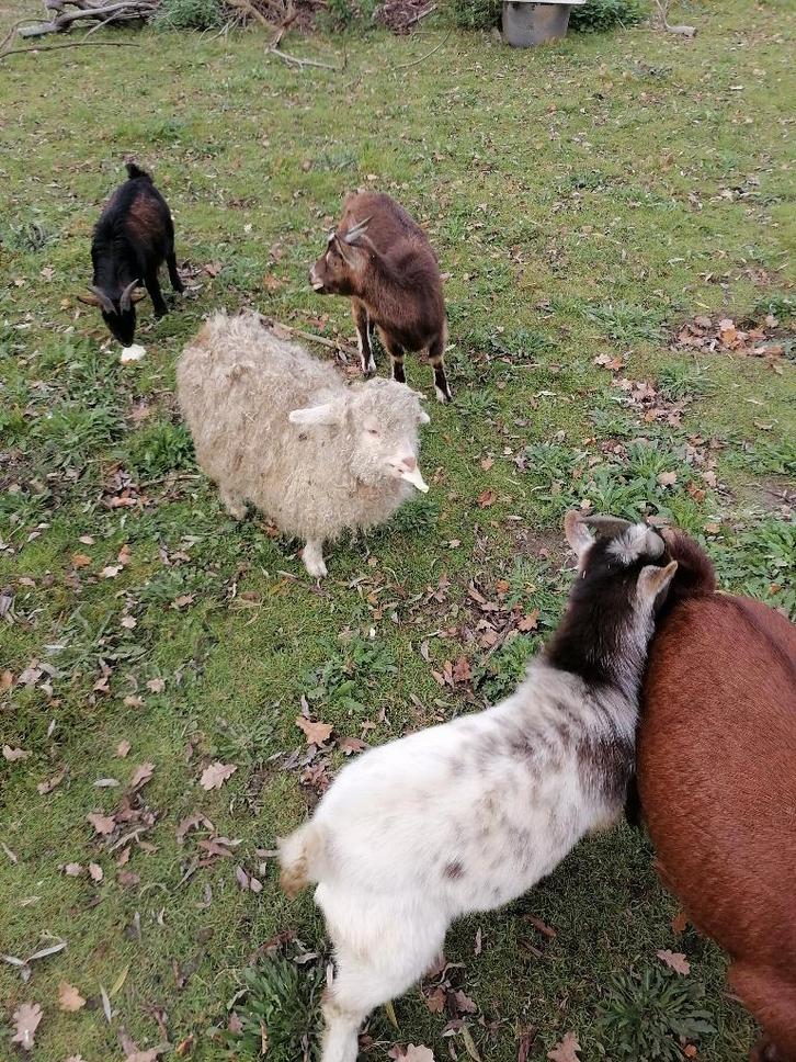 angora geit miniatuur versie, zeldzaam, Animaux & Accessoires, Moutons, Chèvres & Cochons, Chèvre