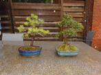 Bonsai 2 stuks en benodigdheden, Tuin en Terras, Planten | Bomen, Minder dan 100 cm, Overige soorten, Ophalen