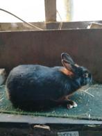 Konijn te koop, Dieren en Toebehoren, Konijnen, Meerdere dieren, Middelgroot, 0 tot 2 jaar