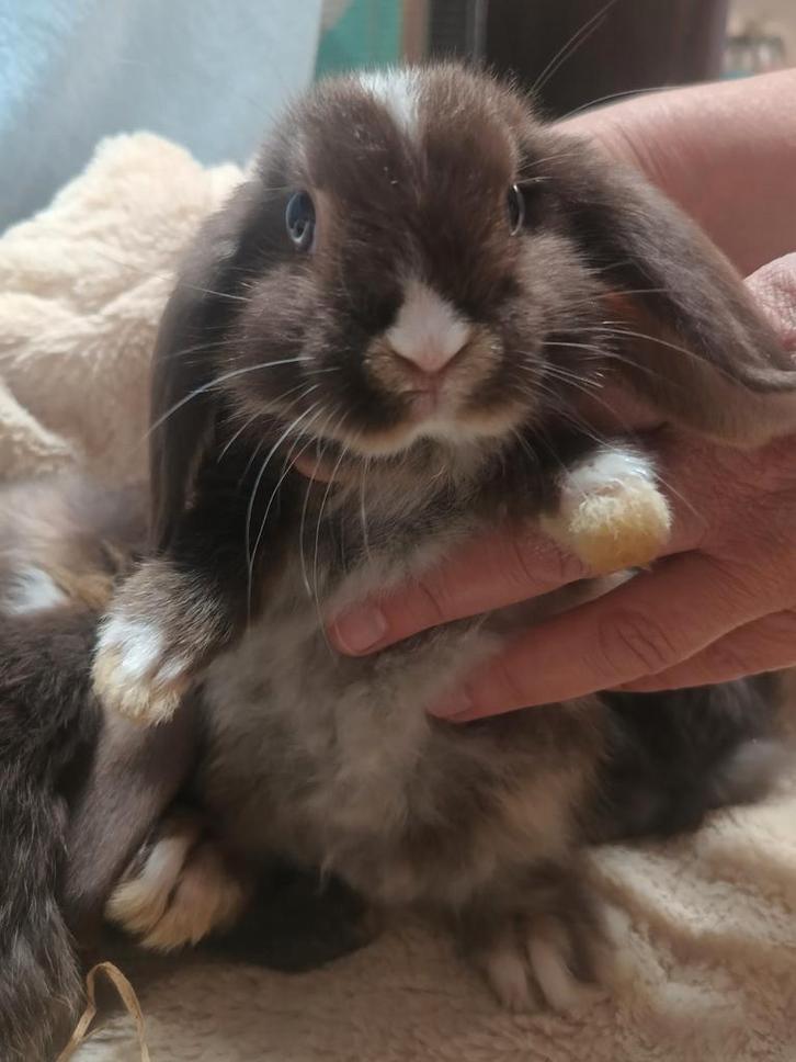 Superlieve NHD dwergkonijn tjes, Dieren en Toebehoren, Konijnen, Dwerg, Meerdere dieren, 0 tot 2 jaar, Hangoor