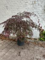 Japanse esdoorn, Tuin en Terras, Planten | Bomen, Ophalen