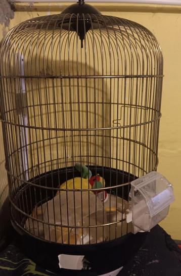 Cage à canari beschikbaar voor biedingen