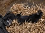 Dwergkonijnen, Animaux & Accessoires, Lapins, Plusieurs animaux, Nain, 0 à 2 ans