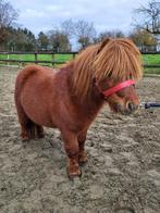 Heel mooie pony, Dieren en Toebehoren, Pony's, Hengst, A pony (tot 1.17m), 3 tot 6 jaar, Gechipt