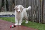 Prachtige Australische herder pups (aussie pups), Dieren en Toebehoren, Honden | Herdershonden en Veedrijvers, België, CDV (hondenziekte)