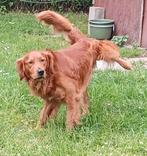 Dekreu golden retriever, België, Particulier, Reu, CDV (hondenziekte)