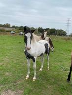 Bonte merrieveulen te koop, Dieren en Toebehoren, Paarden, Hengst
