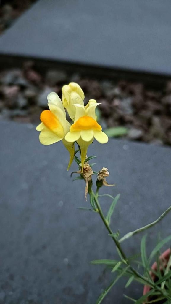 Zaailingen vlasleeuwenbekje Vulgaris, 0,85 cent/potje, Tuin en Terras, Planten | Tuinplanten, Vaste plant, Overige soorten, Volle zon