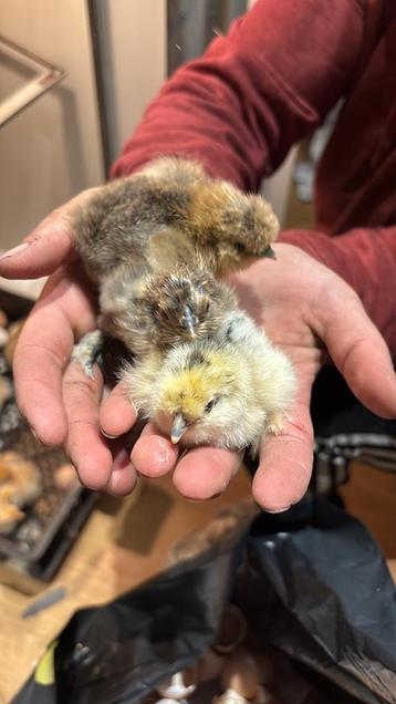 Zijdehoentjes te koop beschikbaar voor biedingen