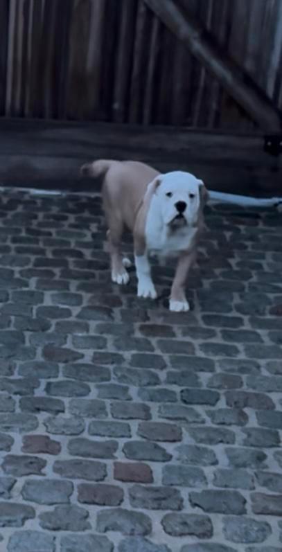 Old english bulldog pups, Animaux & Accessoires, Chiens | Bouledogues, Pinschers & Molossoïdes, Plusieurs animaux, Bouledogue