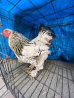 Haantje, Dieren en Toebehoren, Pluimvee