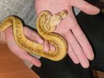 Pythonregius#ballpython#crypton