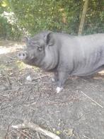 Hangbuikzwijntje, Dieren en Toebehoren