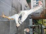 Shamo hen 4 maand, Dieren en Toebehoren