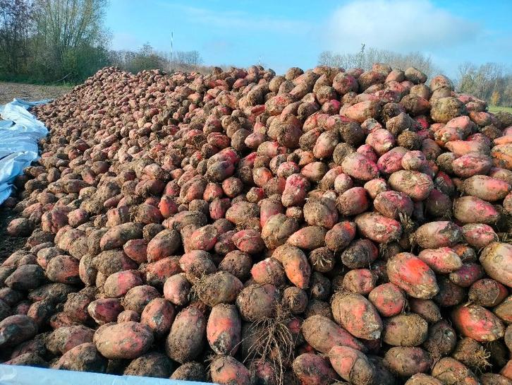 Voederbieten te koop, Zakelijke goederen, Landbouw | Veevoer, Ophalen