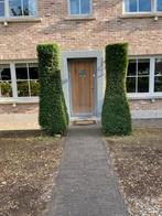 Taxus kegels te geef, Ophalen, Taxus, Struik, 250 cm of meer