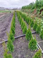 Coniferen / sparren Thuja occidentalis, Moins de 100 cm, Enlèvement ou Envoi, Haie