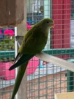 Perruches Barabands, Dieren en Toebehoren, Vogels | Parkieten en Papegaaien