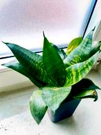 Sansevieria Trifasciata Hahnii, Huis en Inrichting, Kamerplanten, Ophalen, Overige soorten, Halfschaduw, Minder dan 100 cm
